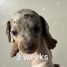 Oreo - Dapple female Dachshund puppy in Dayton, Ohio from Jen's Mini Dachshunds