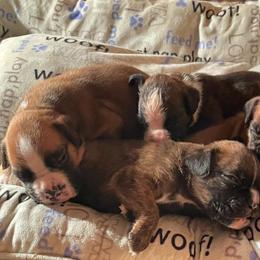 Gordon Ramsey - Fawn male Boxer puppy in Sultan, Kansas from Aphrodite Boxers Von Kesler Haus