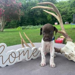 Dark blue collar - Liver and white male German Shorthaired Pointer puppy in Liberty, North Carolina from White Barn Kennels LLC