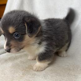 Martha - Gray and white female American Corgi puppy in Grants Pass, Oregon from KnR Antler Dogs