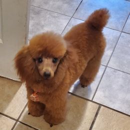 Rico - Poodle