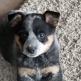 Australian Cattle Dog Puppies from RnB Cattle Dogs