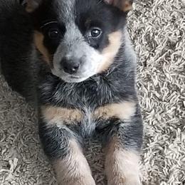 Australian Cattle Dog Puppies from RnB Cattle Dogs