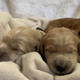 Goldendoodles from Heart of Steele Mini Goldendoodles