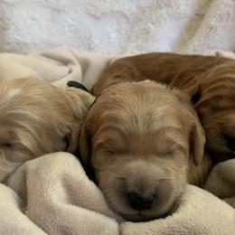 Goldendoodles from Heart of Steele Mini Goldendoodles
