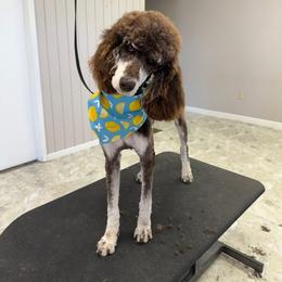 Rhoan - Phantom female Poodle puppy in Overbrook, Kansas from Hidden Springs Poodles LLC