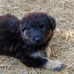 German Shepherd Puppies from Zwinger Vom Rabenauge