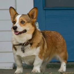 Pembroke Welsh Corgis from C.H. Pembroke Corgis