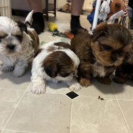 Companion Cross and Shih Tzu Puppies from Hill’s Puppies