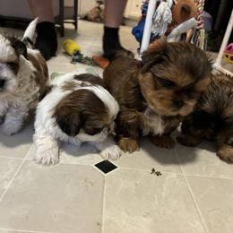 Companion Cross and Shih Tzu Puppies from Hill’s Puppies