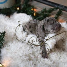 Great Dane Puppies from Pepper Mae Danes