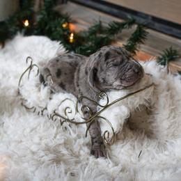 Great Dane Puppies from Pepper Mae Danes