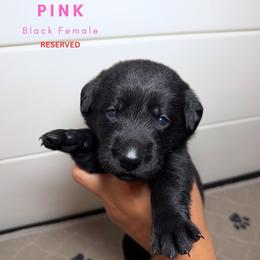 Pink - Black female Dilute Retriever puppy in Dover, Delaware from Virdin’s Silver Labs