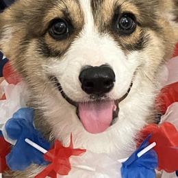 Pembroke Welsh Corgis from Becky's Pembroke Welsh Corgis