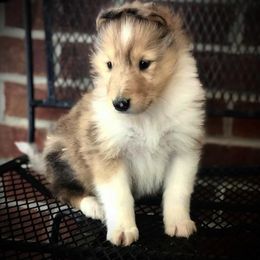 Collie Puppies from Quigley Farm Collies
