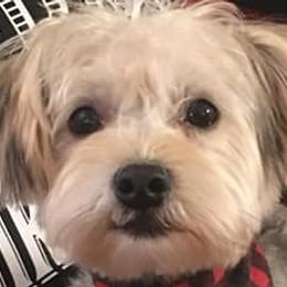 Havanese, Miniature Schnauzers, Poodles, and Schnoodles from Mashburns Little Munchkins
