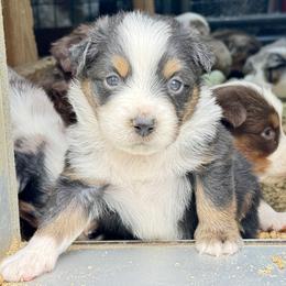 Shadow - Black tri male Miniature Australian Shepherd puppy in Hempstead, Texas from Young Gun Aussies