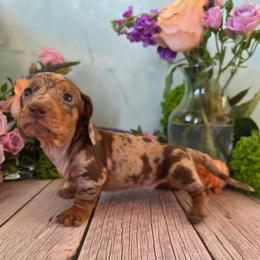 Vito - Dapple male Dachshund puppy in Florence, Arizona from Doxie Town Az