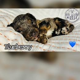 Blueberry - Blue merle male Bernedoodle puppy in Belleville, Michigan from Moose Tracks Bernedoodles