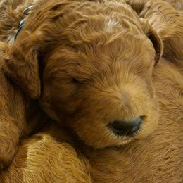 Goldendoodle Puppies from Kimber's Doodles