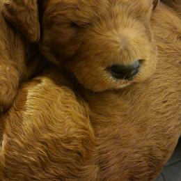 Goldendoodle Puppies from Kimber's Doodles