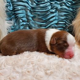 Boy 5 - male Australian Shepherd puppy in Olympia, Washington from Echelon Australian Shepherds