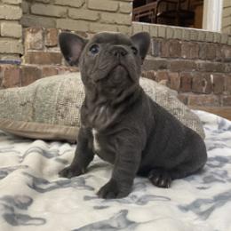 French Bulldogs from Leslie Baggett's French Bulldogs