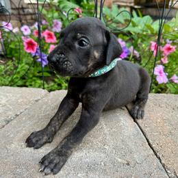 Light blue collar - Black male Great Dane puppy in Corsica, Pennsylvania from Ferguson Family Danes LLC