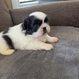 Luna - White female Pekingese puppy in Kingman, Arizona from Faithlyn Harvey