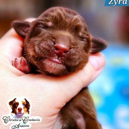 Zyra - Red tri female Miniature Australian Shepherd puppy in Punta Gorda, Florida from Christie's Creekside Aussies