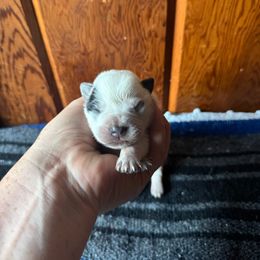 Concho - Blue male Australian Cattle Dog puppy in Cottage Grove, Oregon from Heirloom Ranch