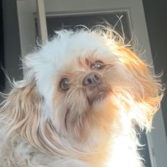 Honey - Shichon