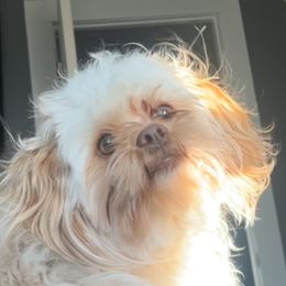 Honey - Shichon