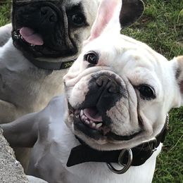 French Bulldogs from Mac’s Finest Bulldogs