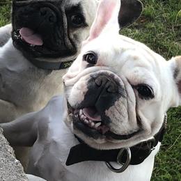 French Bulldogs from Mac’s Finest Bulldogs