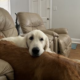 Golden Retriever All Grown Up from Vicki Wall's Golden Retrievers