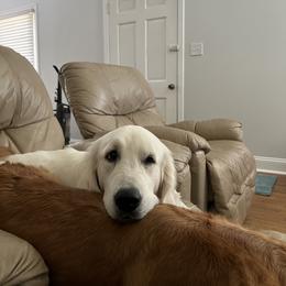 Golden Retriever All Grown Up from Vicki Wall's Golden Retrievers