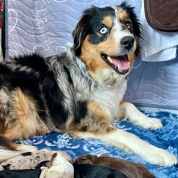 Iris - Miniature Australian Shepherd