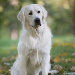 Fisher - Golden Retriever