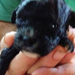 Boy 2 Liam - Black and white male Cavapoo puppy in Salisbury, North Carolina from Carolina Canines
