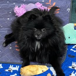 Hemi - Pomeranian