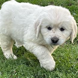 Alice - Light golden female Golden Retriever puppy in Grant County, Indiana from On The Sunny Side Pavey Farms