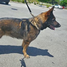 Djamira - German Shepherd