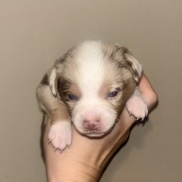 Copper - Red merle male Toy Australian Shepherd puppy in Princeton, Louisiana from Legacy Hill Aussies