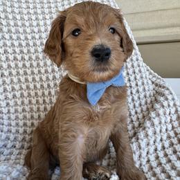 Topaz - Apricot male Goldendoodle puppy in Gilbert, Arizona from DogHouse Doodles