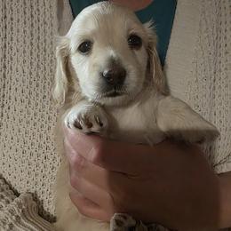 Dachshund Puppies from Davinner's Doxies