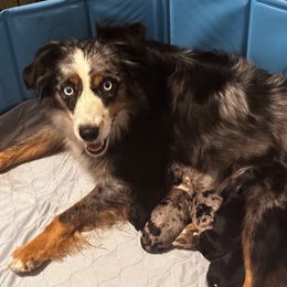 Skylee - Miniature Australian Shepherd
