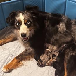 Skylee - Miniature Australian Shepherd
