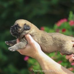 Boy 2 - Fawn male Cane Corso puppy in Cable, Ohio from Americana Cane Corso