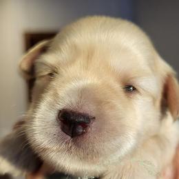Harmony - Wheaten female Miniature Schnauzer puppy in Crestview, Florida from Mert's Creek Miniature Schnauzers